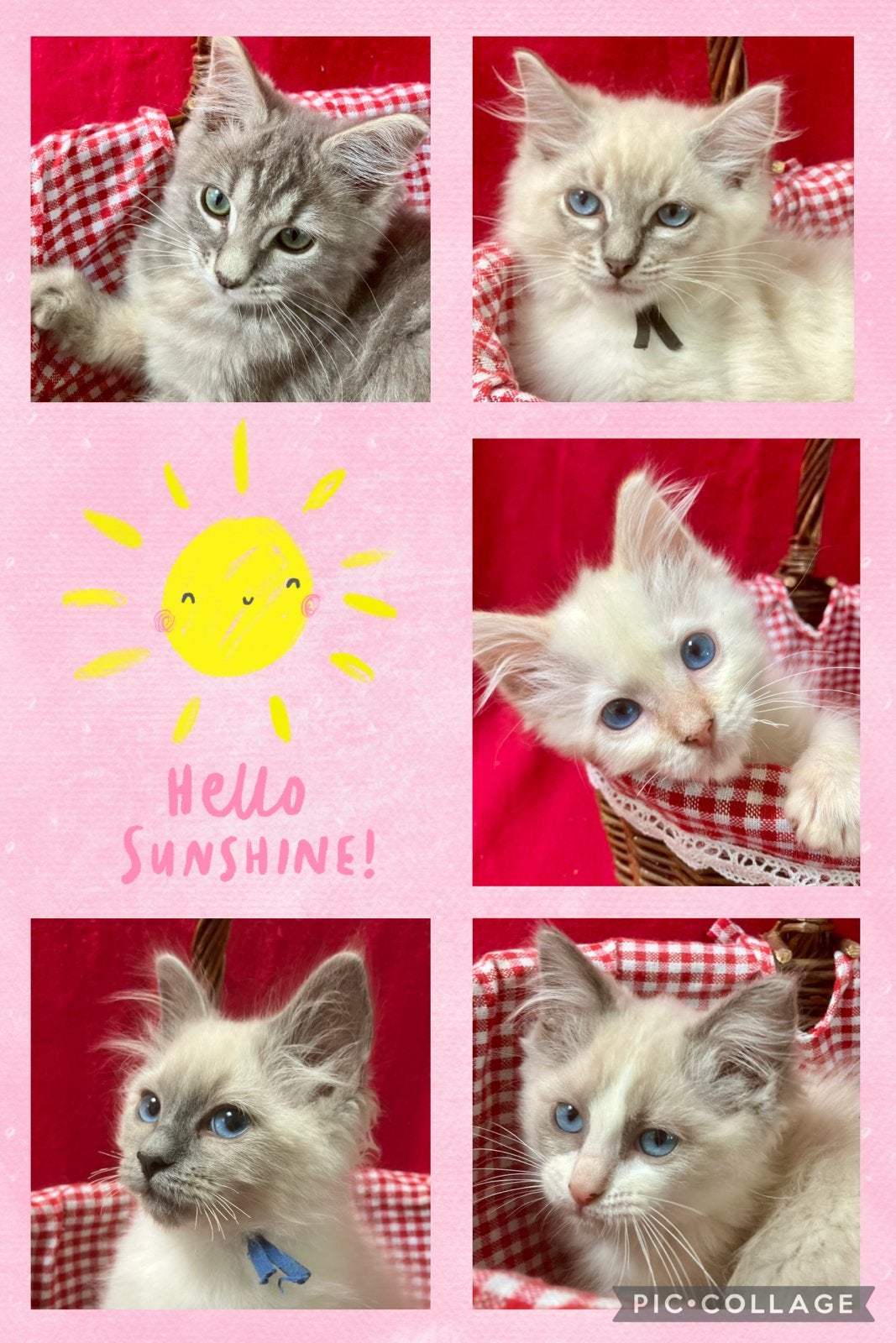100% ragdoll kittens incl enting/chip/paspoort, Meerdere dieren, Gechipt, 0 tot 2 jaar
