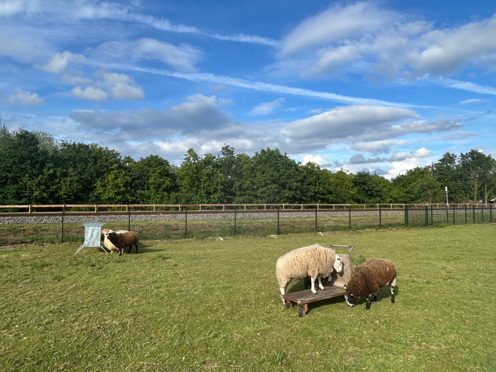 Op zoek naar een lieve scheerder voor onze 6 schapen, Dieren en Toebehoren, Meerdere dieren, Schaap, 0 tot 2 jaar