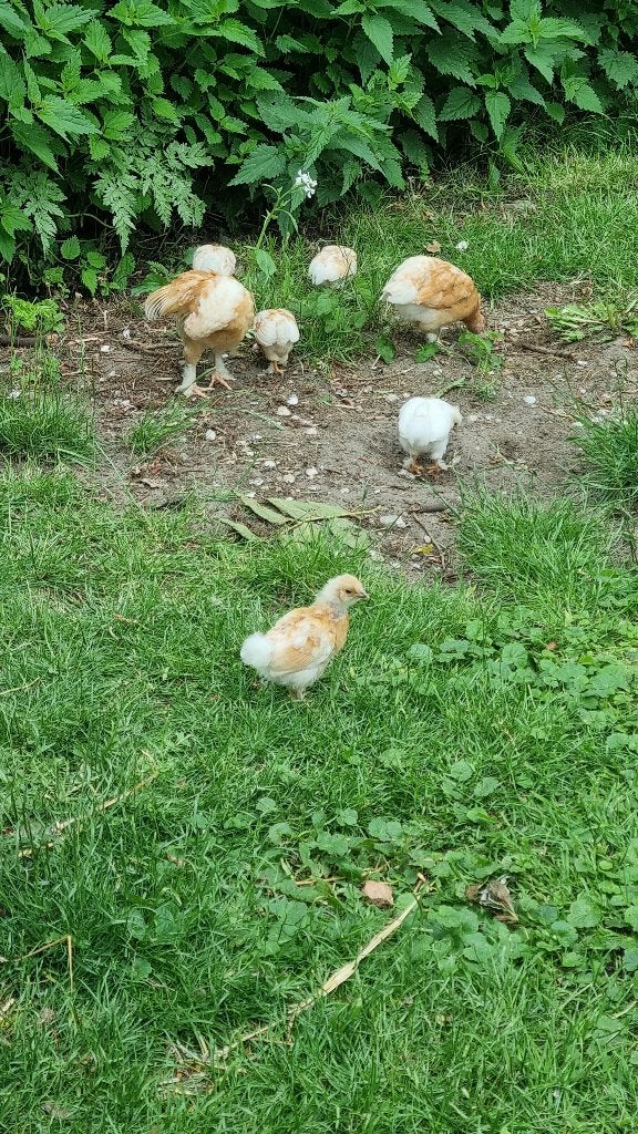 Kuikens/jonge krielkippen Wyandotte gekruist, Dieren en Toebehoren, Pluimvee, Geslacht onbekend, Kip