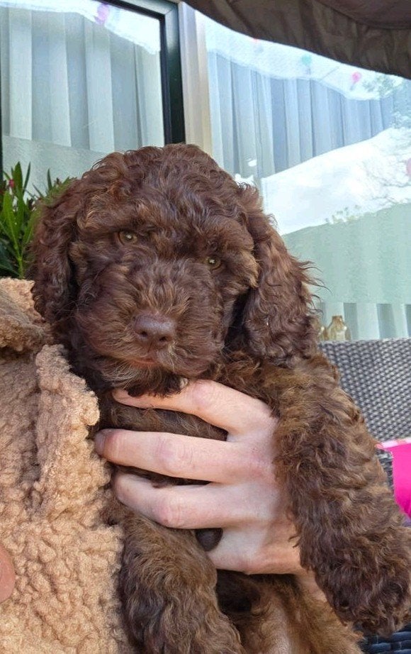 Nog 2 lieve labradoodle teefjes multigen beschikbaar, Dieren en Toebehoren, Overige rassen, 8 tot 15 weken, Teef, Meerdere