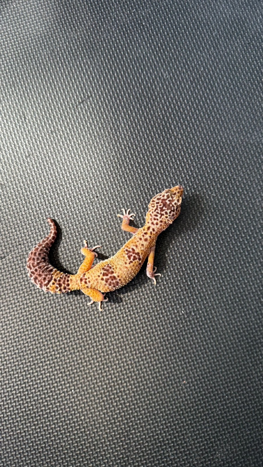Luipaardgekko, Dieren en Toebehoren, Reptielen en Amfibieën, Hagedis, 7 tot 10 jaar