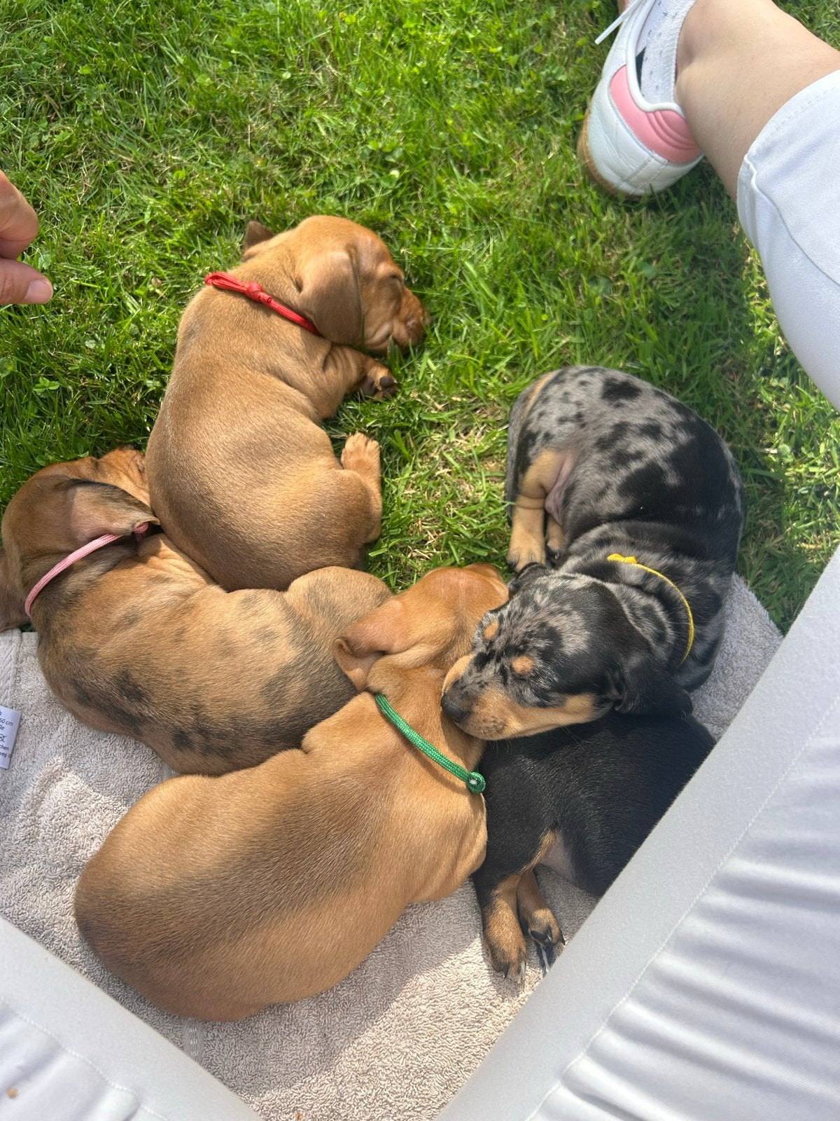 Teckelpuppy's – Dwergteckels, 4 teefjes zoeken een thuis, Fokker | Hobbymatig, 8 tot 15 weken, Teef, Dwerg