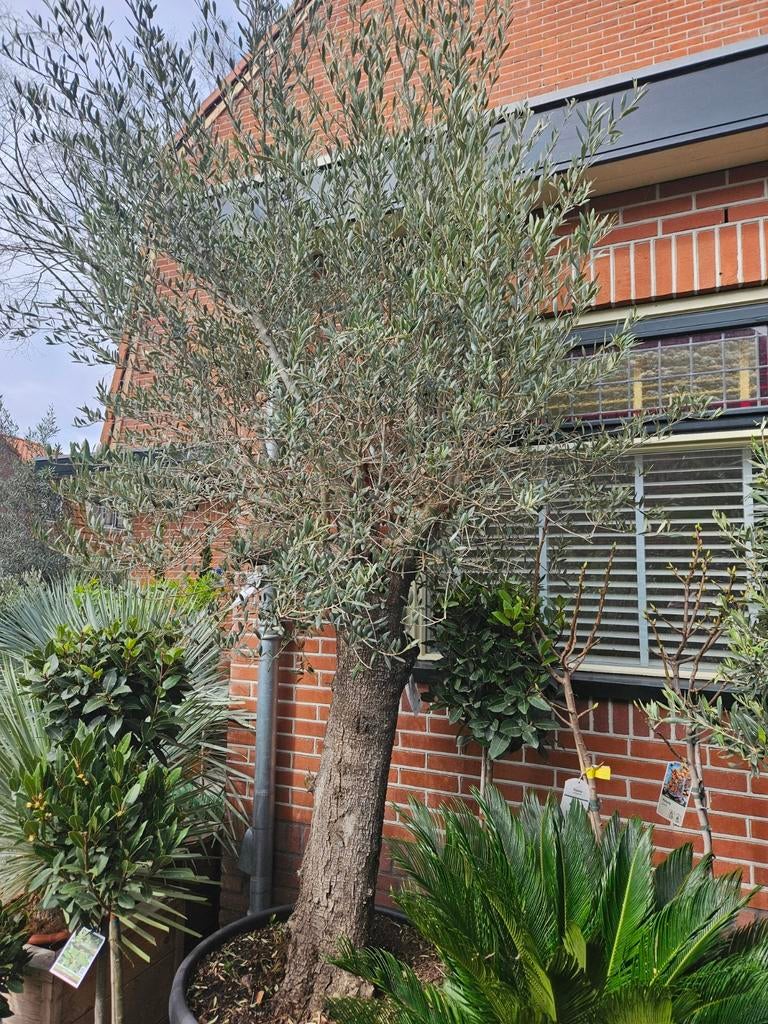Grote olijfboom in pot 310 hoog, stamomtrek 90cm NU 399 euro