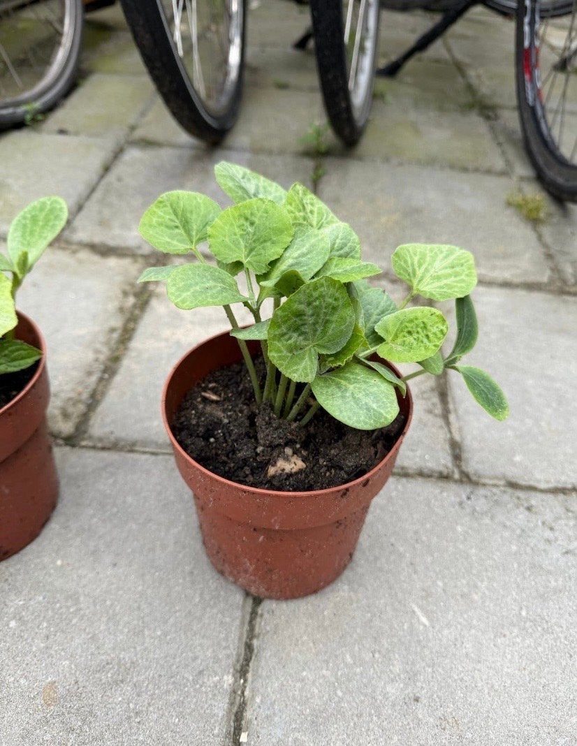 Jonge pompoenplantjes - 1 euro per stuk, Tuin en Terras, Planten | Tuinplanten, Volle zon, Groenteplanten, Eenjarig, Ophalen of Verzenden
