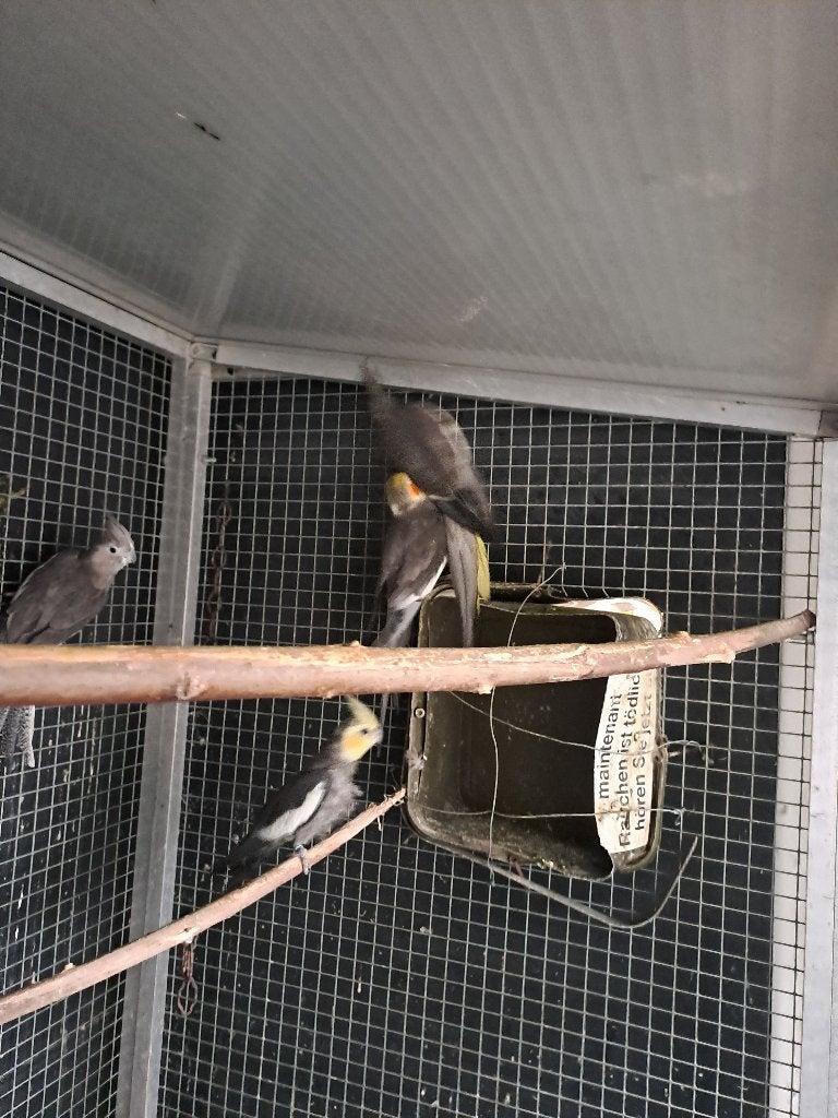 valkparkiet, Meerdere dieren, Parkiet, Geringd