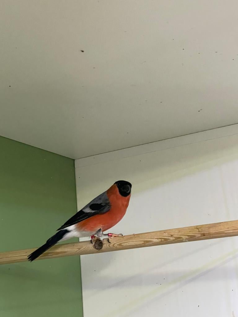 Goudvink man wildkleur, Mannelijk, Wildzangvogel, Geringd