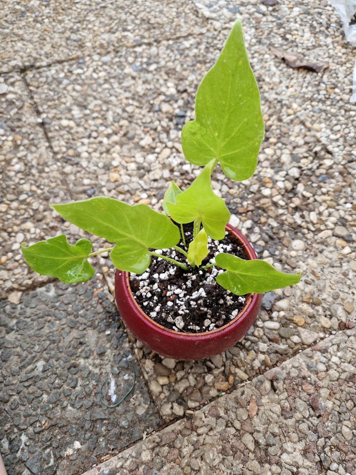 Philodendron golden xanadu, Ophalen, Halfschaduw, Minder dan 100 cm