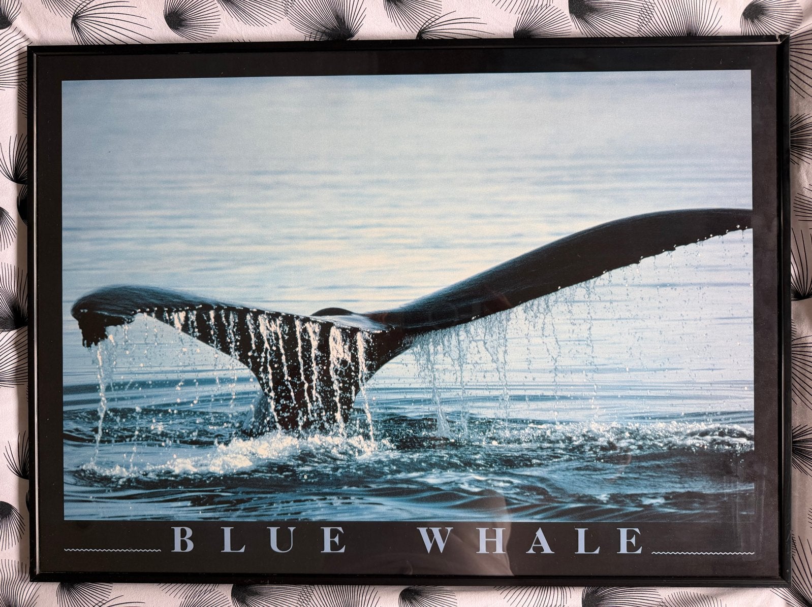 Ingelijste 'Blue Whale' poster - 70x50 cm, Ophalen, 50 – 75, Gebruikt, Foto of Poster