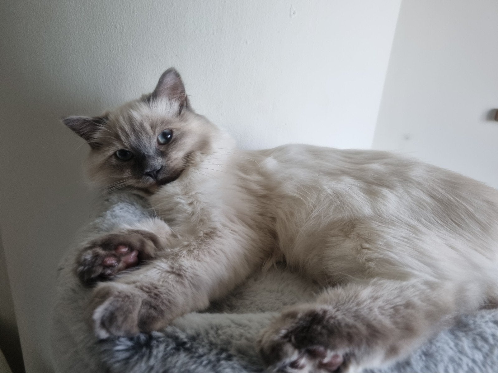 Looking for a playmate for my cat, Dieren en Toebehoren, Ophalen