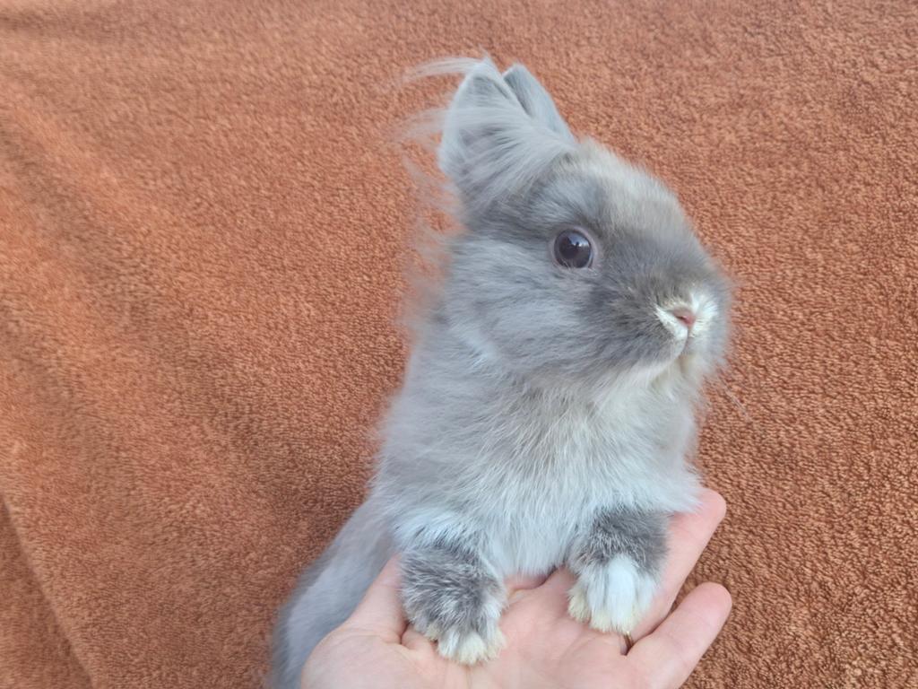 Lief klein kleurdwerg konijn met pech zoekt een huisje, Dieren en Toebehoren, Konijnen, Mannelijk, Dwerg, 0 tot 2 jaar