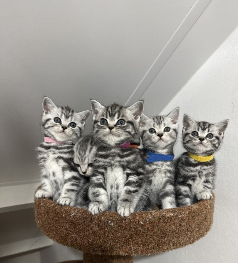 Raszuivere Britse Korthaar Kittens Stamboom-gezondheidstest, Meerdere dieren, Met stamboom, 0 tot 2 jaar