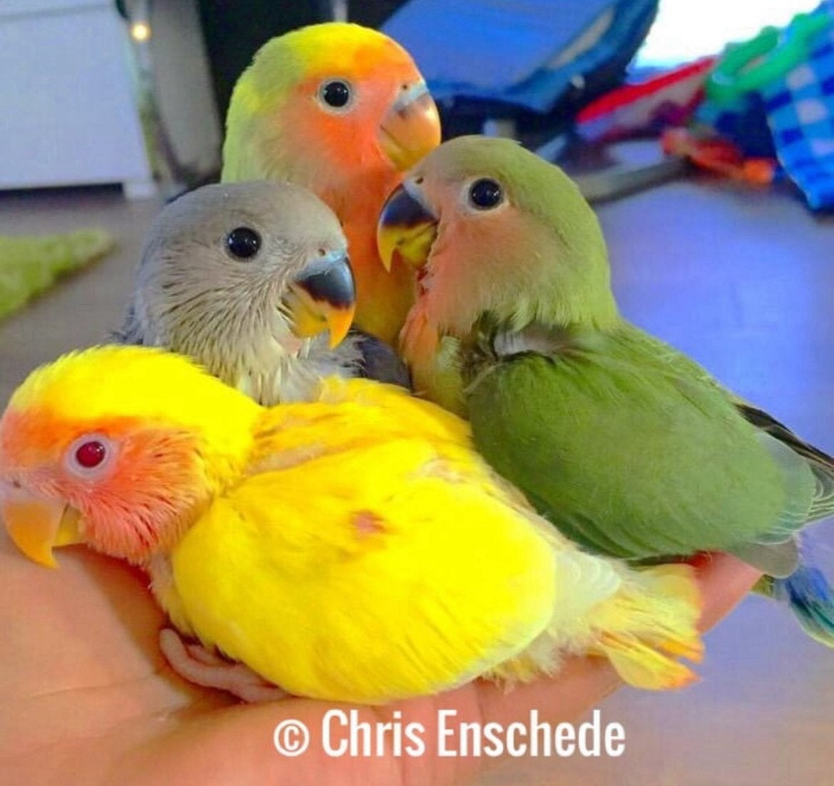 Iieve tamme agapornis roseicolli lovebird handtam, Dieren en Toebehoren, Vogels | Parkieten en Papegaaien, Geslacht onbekend, Dwergpapegaai of Agapornis