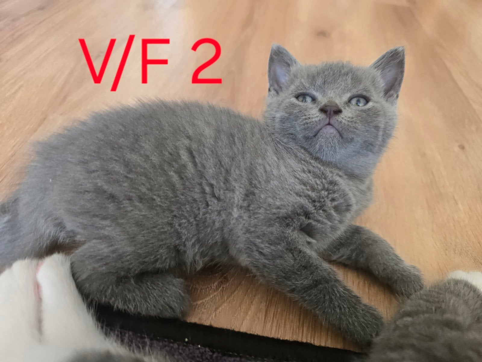 Prachtige Britse (middellanghaar) kittens zoeken een huisje, Dieren en Toebehoren, Meerdere dieren, 0 tot 2 jaar