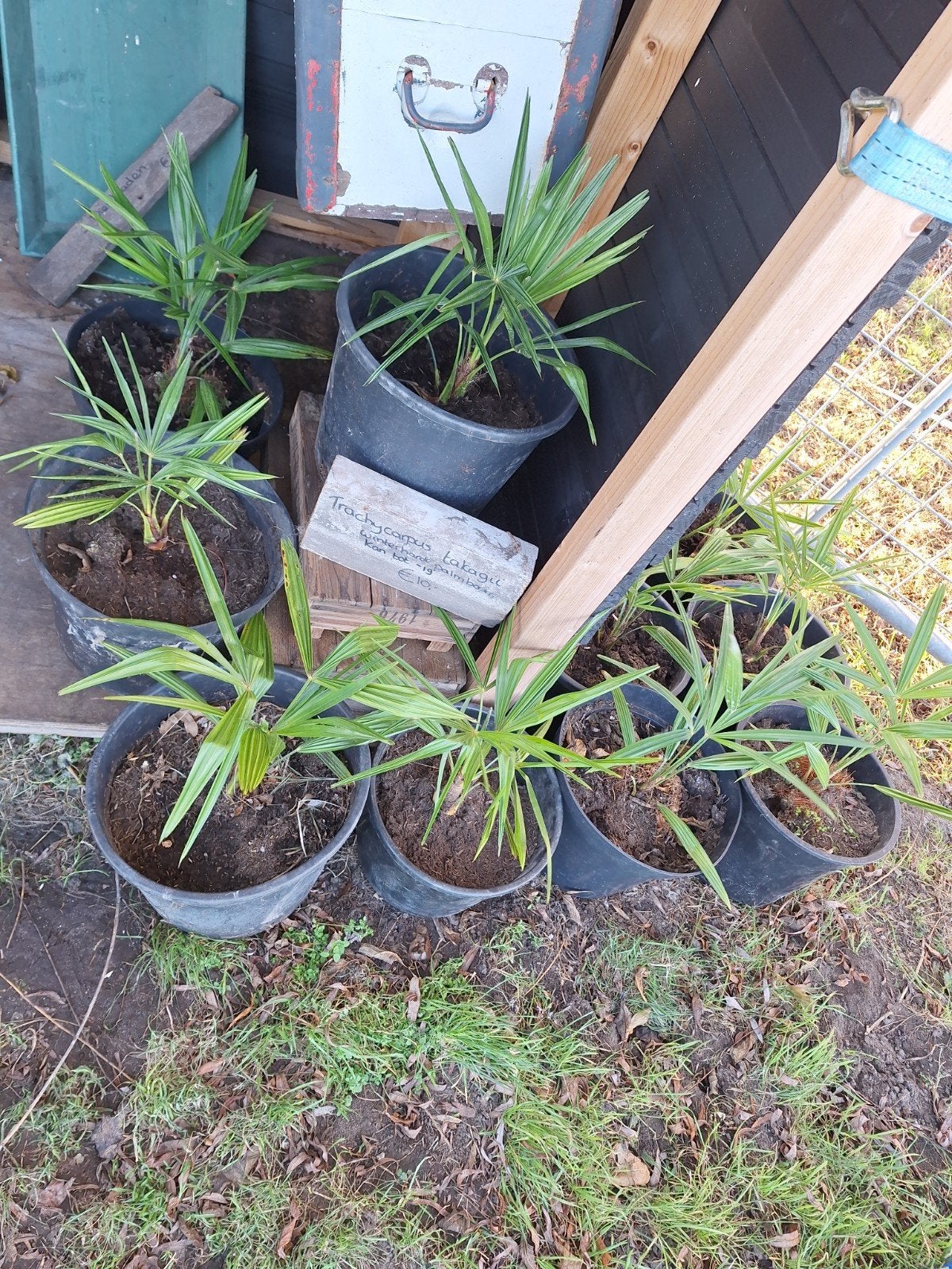 trachycarpus takagii, Ophalen of Verzenden, Overige soorten, Volle zon
