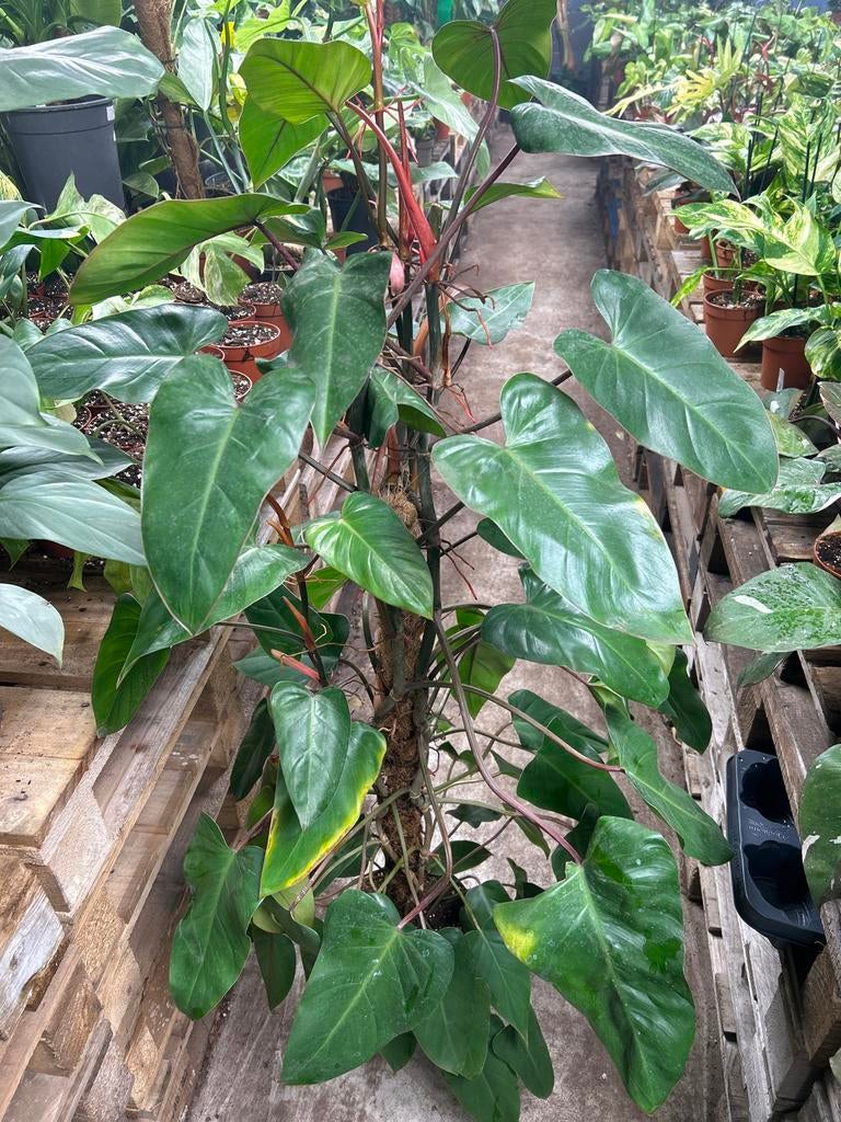 Philodendron Red Emerald - 120cm hoog, Huis en Inrichting, Kamerplanten, Ophalen, 100 tot 150 cm, Overige soorten, Halfschaduw
