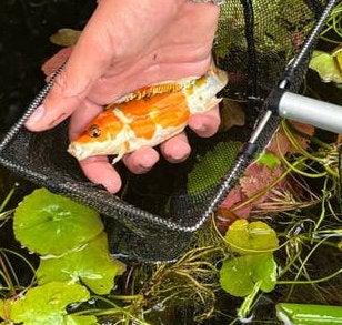 Koi 10-15 cm, Dieren en Toebehoren, Karper of Koi