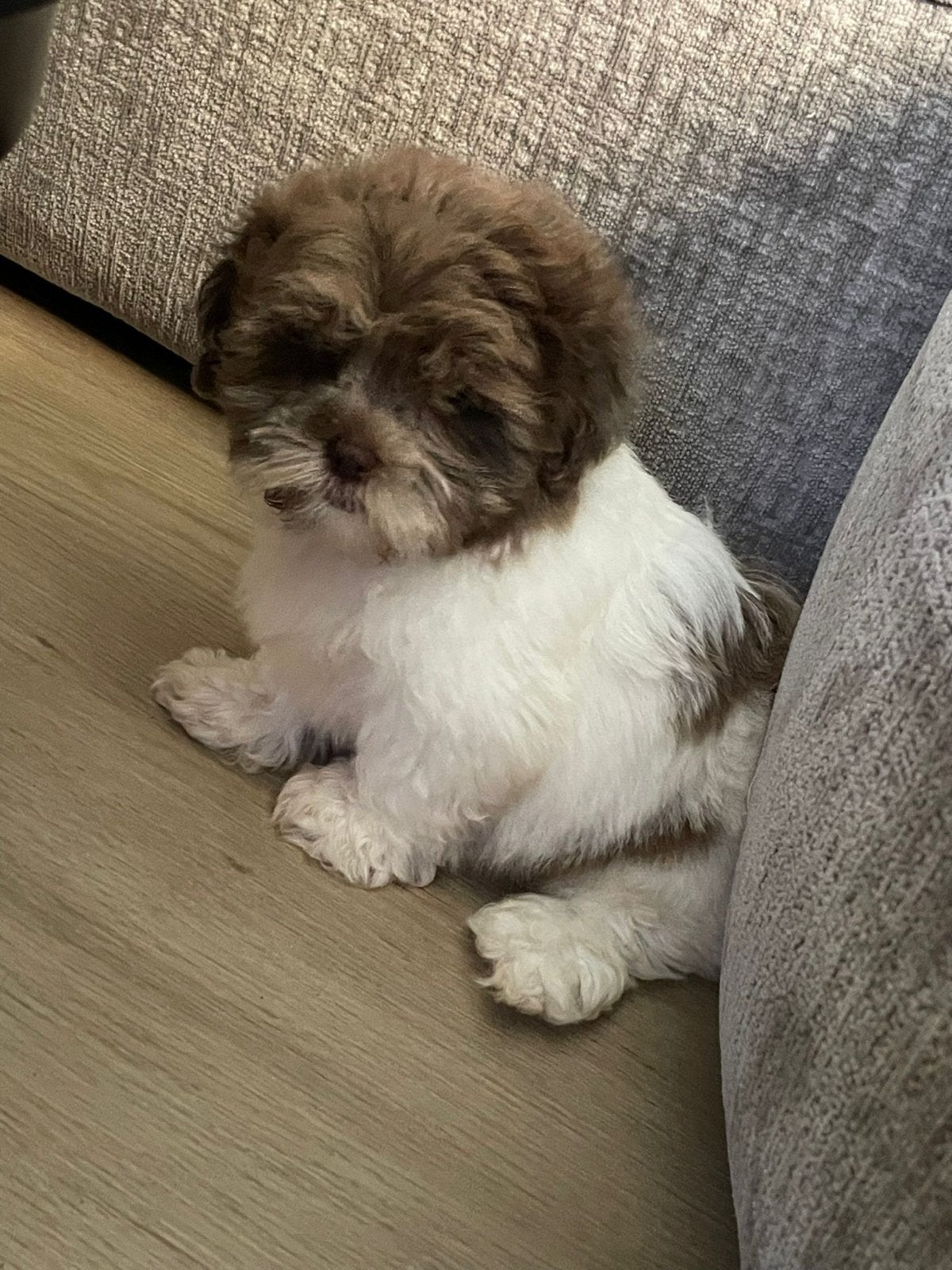 Super lieve Boomer pup! Al ingeënt en volledig gezond!, Reu, 8 tot 15 weken, Eén hond, Klein