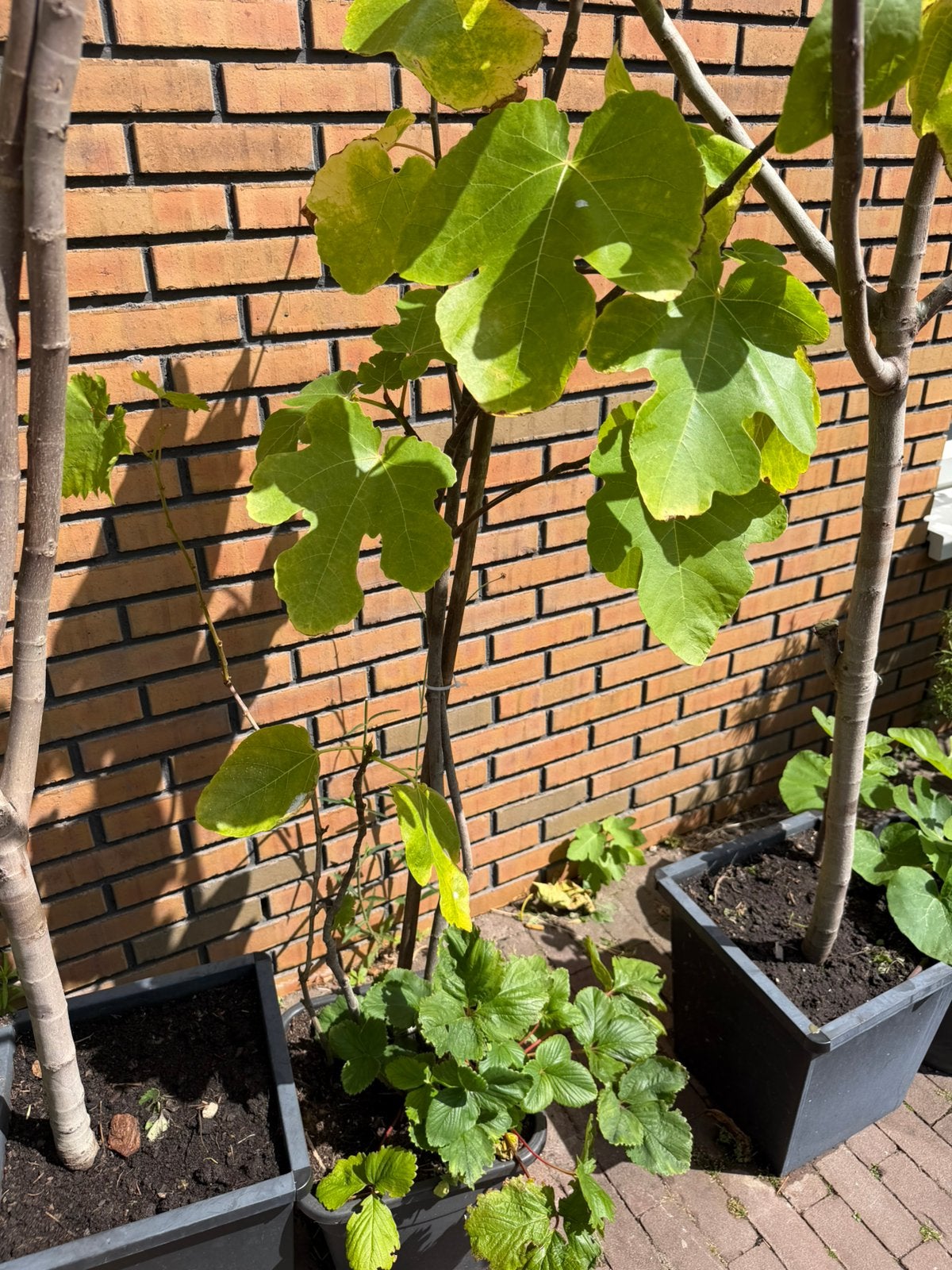 Vijgenboom 2 jaar oud 1,5 meter, Ophalen, Lente, Volle zon, In pot