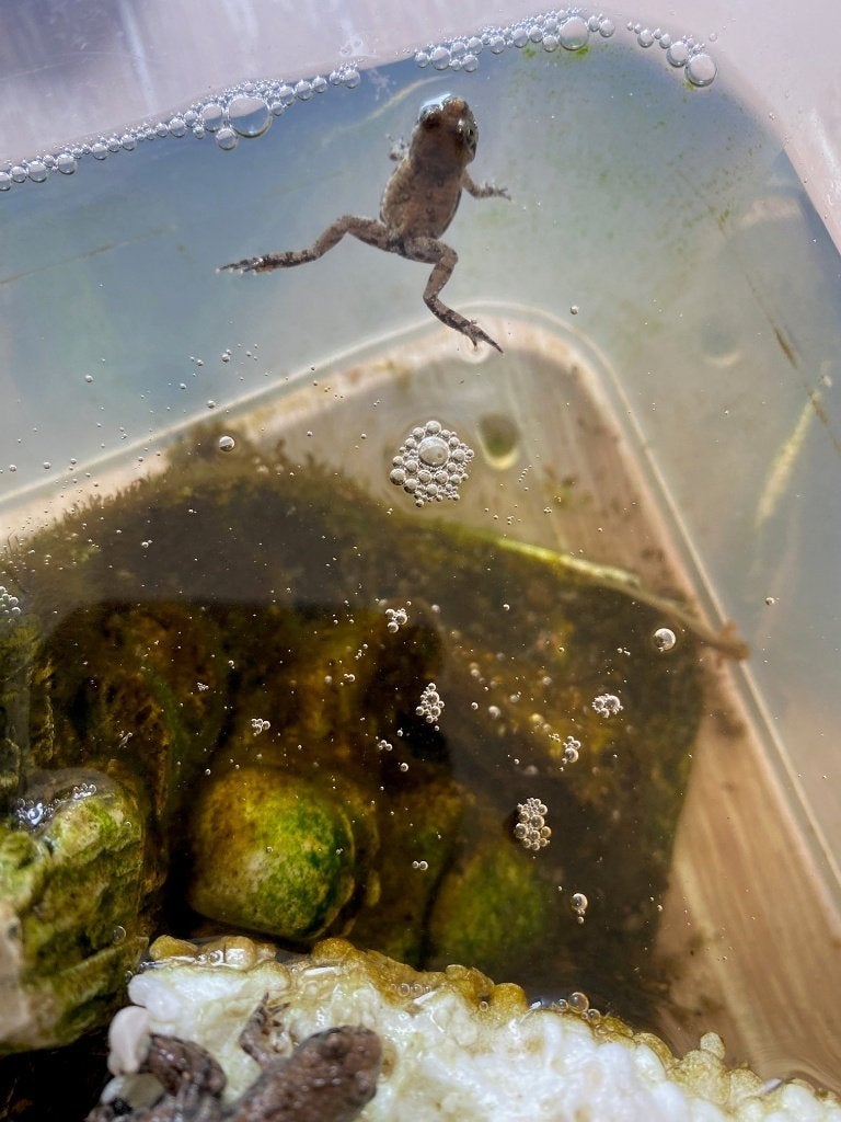 Bombina orientalis vuurbuikpad, Dieren en Toebehoren, Amfibie, 0 tot 2 jaar