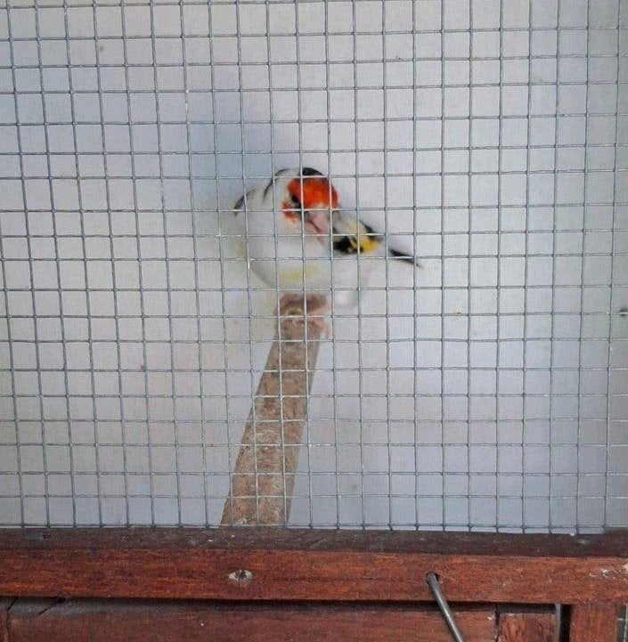 Mooie bonte witkop major putter pop 2025, Vrouwelijk, Wildzangvogel