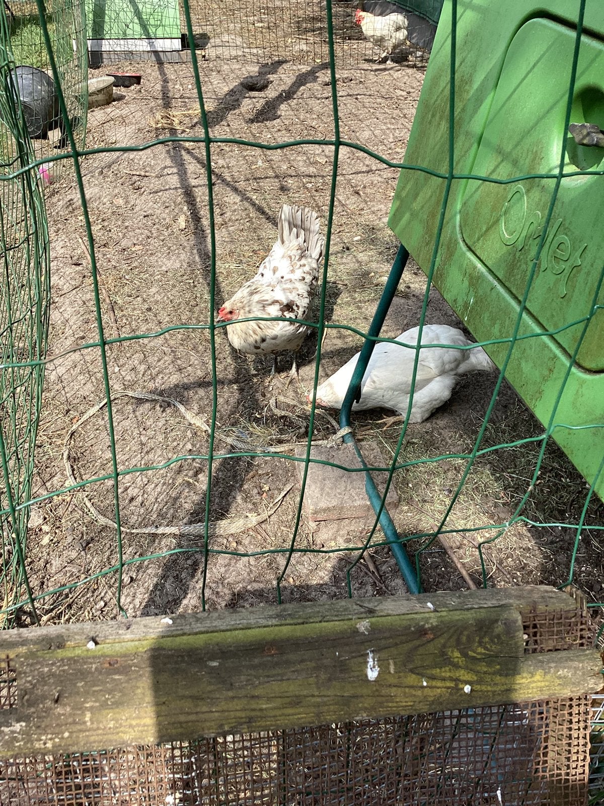 1 marans kip en2 araucana kippen 1 jaar oud, Dieren en Toebehoren