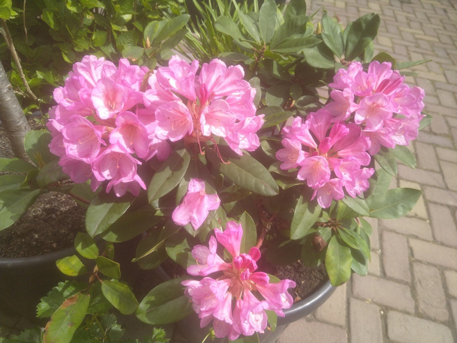 Rhododendron - Prachtige Roze Bloemen voor uw Tuin, Ophalen