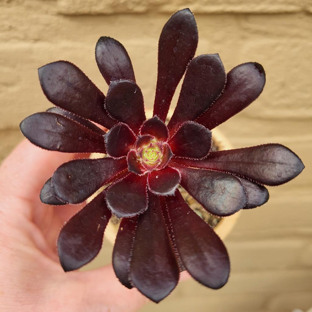 Aeonium Arboreum  Atropurpureum Schwarzkopf Zwartkop, Verzenden, Vetplant, Halfschaduw, Minder dan 100 cm