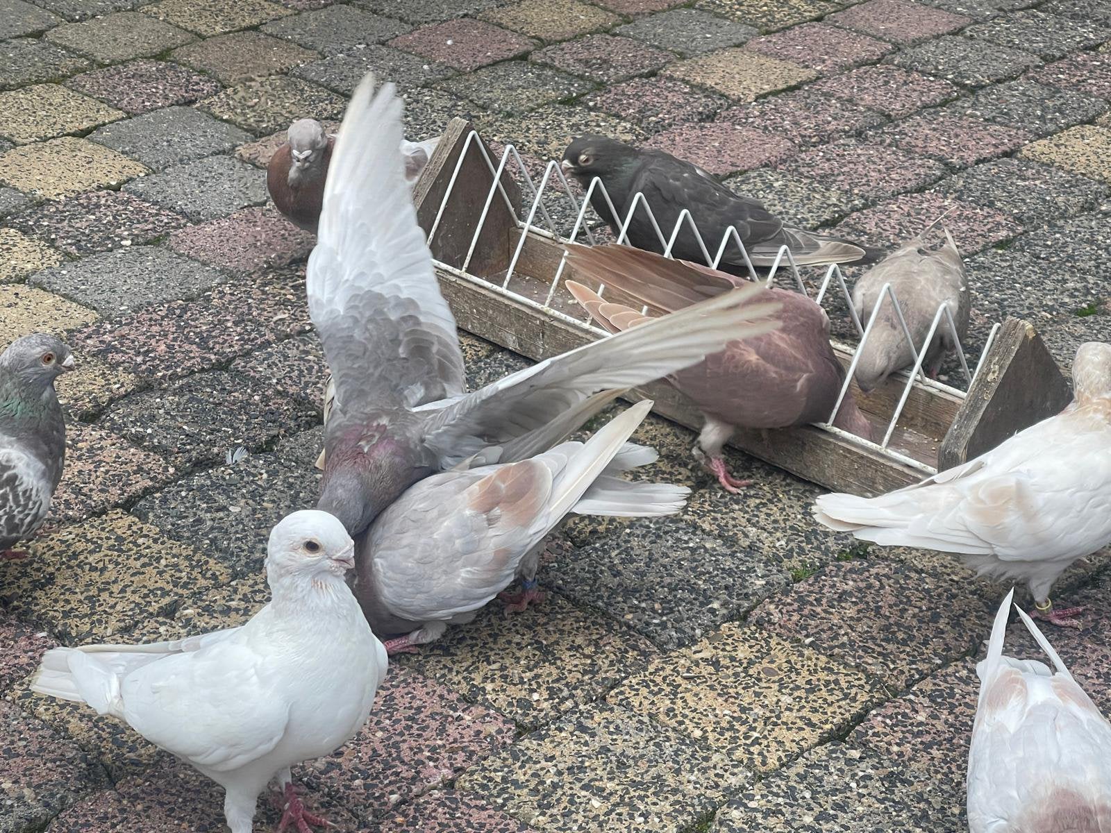 Sierduiven Meeuwtjes, Dieren en Toebehoren, Vogels | Duiven, Meerdere dieren, Overige soorten