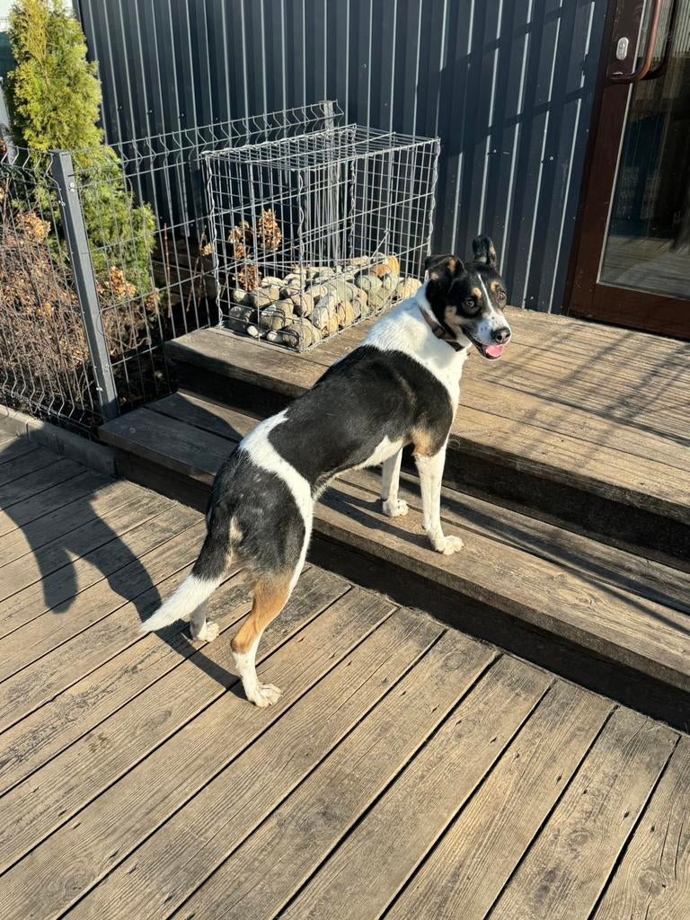 Alice, Dieren en Toebehoren, Honden | Niet-rashonden, Particulier, Teef, Eén hond, Parvo