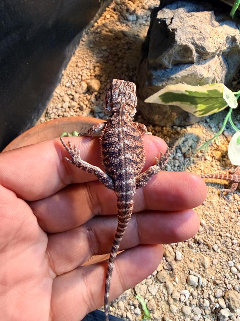Baardagaam “Red  HypoTrans Tiger” Bearded Dragon - female for sale from Reptika