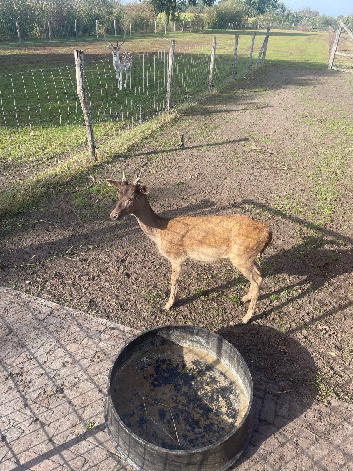 Mooie donker damhert bokje, Dieren en Toebehoren, Juni, Meerdere dieren