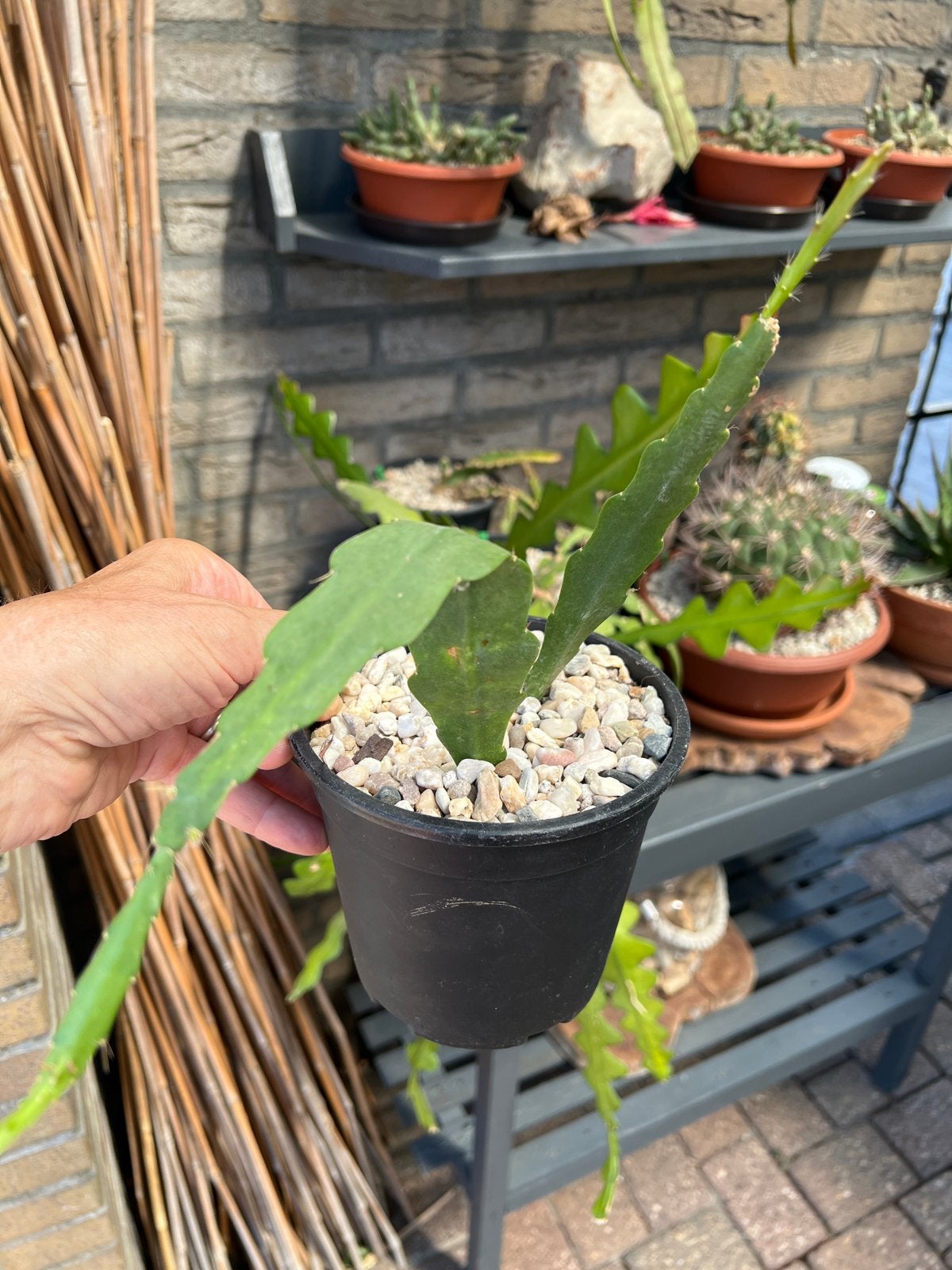 Epiphyllum  Liane Paetz in pot, Overige soorten, Vaste plant, Verzenden, Halfschaduw