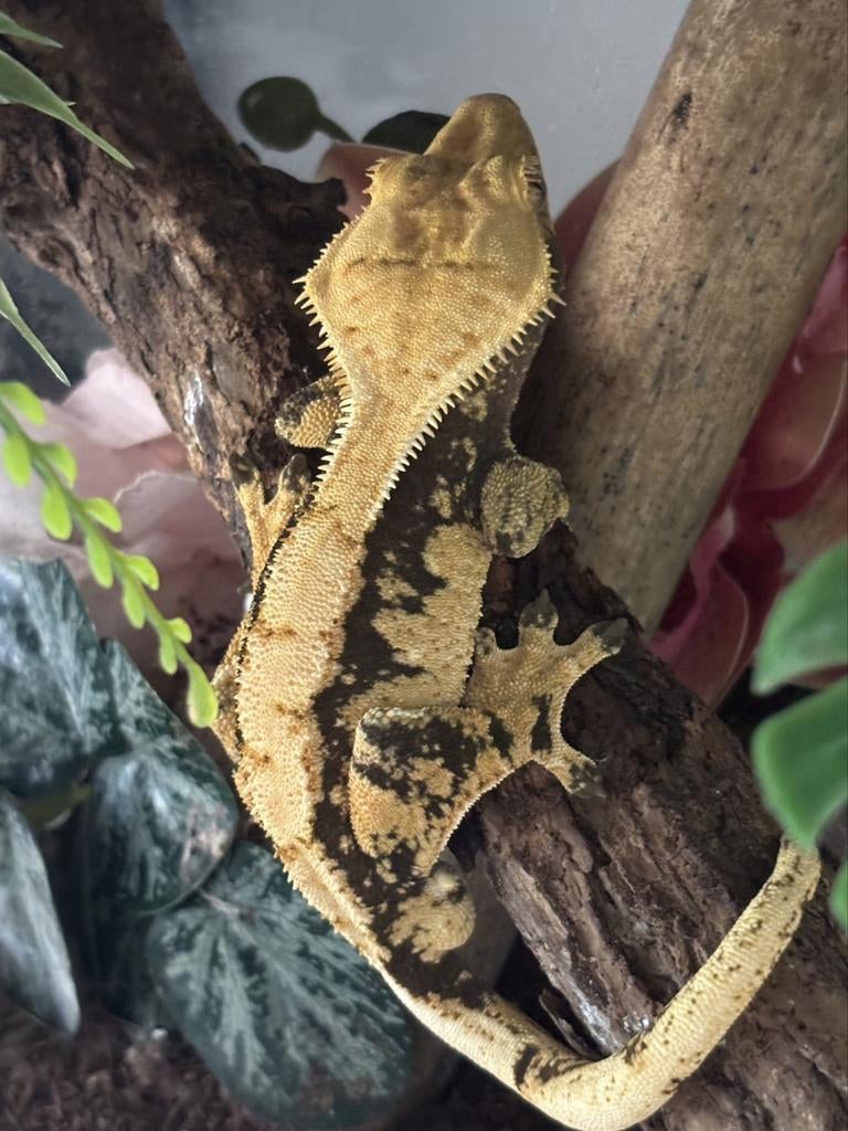 1.0 extreme harlequin wimpergekko man, Hagedis, 0 tot 2 jaar