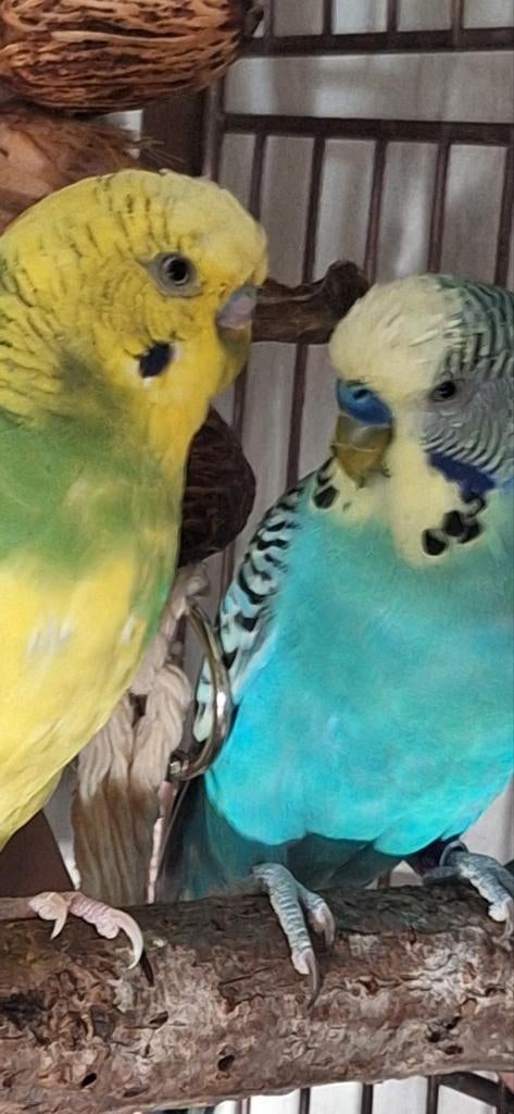 Twee lieve mannetjes parkieten + ruime kooi, Mannelijk, Parkiet, Tam