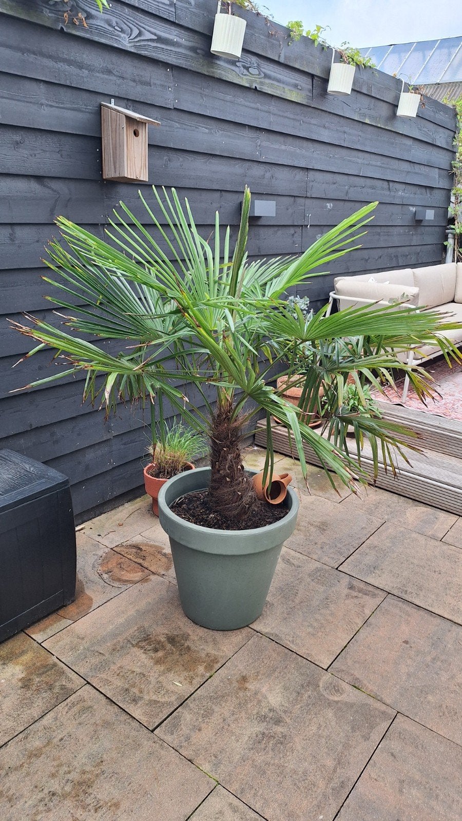 Palm winterhard, Trachycarpus fortunei,, Tuin en Terras, 100 tot 250 cm, Zomer, Palmboom, Ophalen
