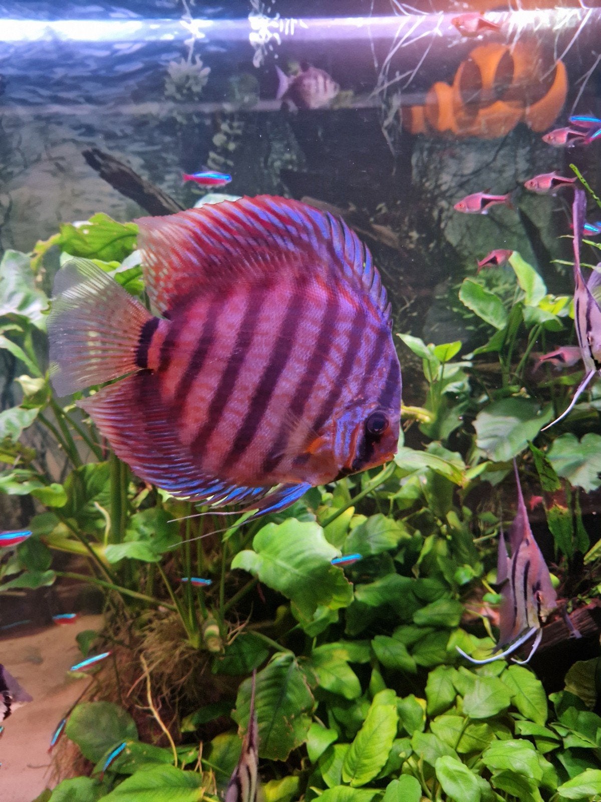 1 Mooie discus vis, Vis, Zoetwatervis