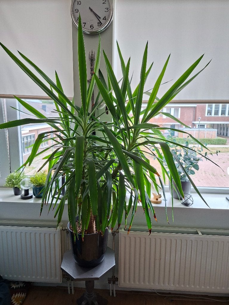 **Grote Yucca (gezond). Ca. 160 cm hoog. Inc. Pot, Ophalen, Halfschaduw, In pot, Yucca