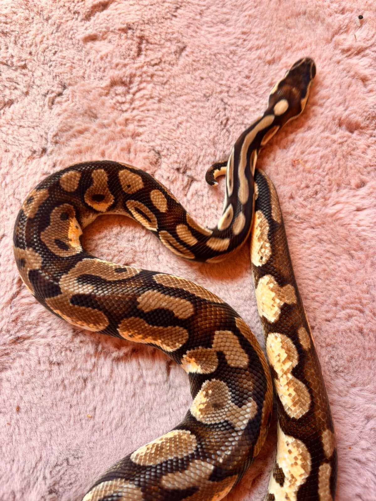 1.0 python regieus te koop, Slang, 0 tot 2 jaar