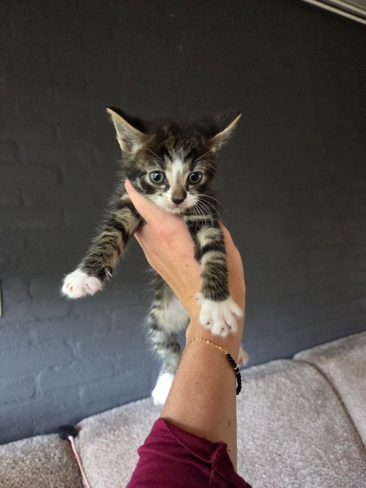 Meerdere mooie lieve kittens te koop!, Meerdere dieren, Kortharig, 0 tot 2 jaar