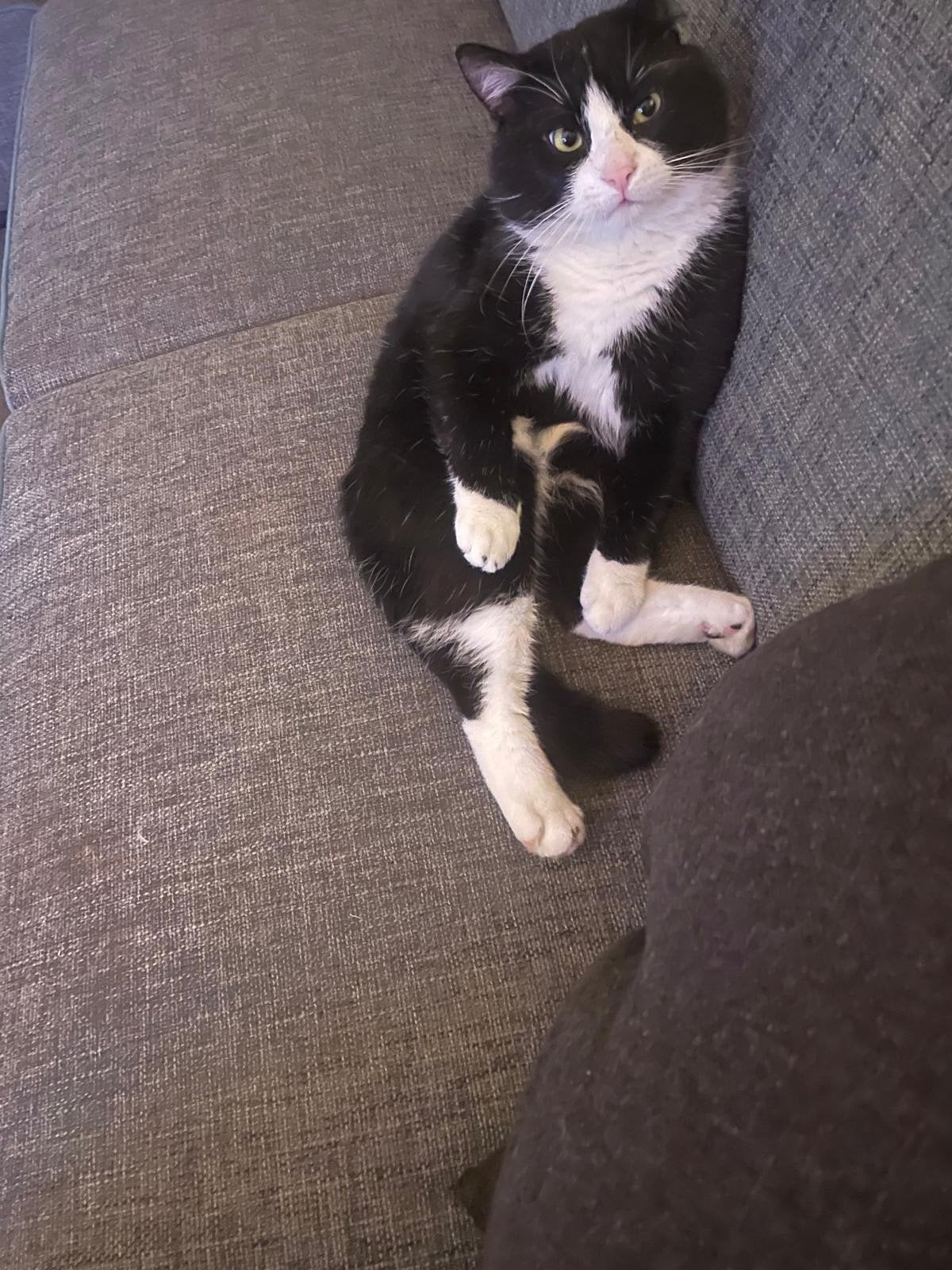 kater, Kater, 3 tot 5 jaar