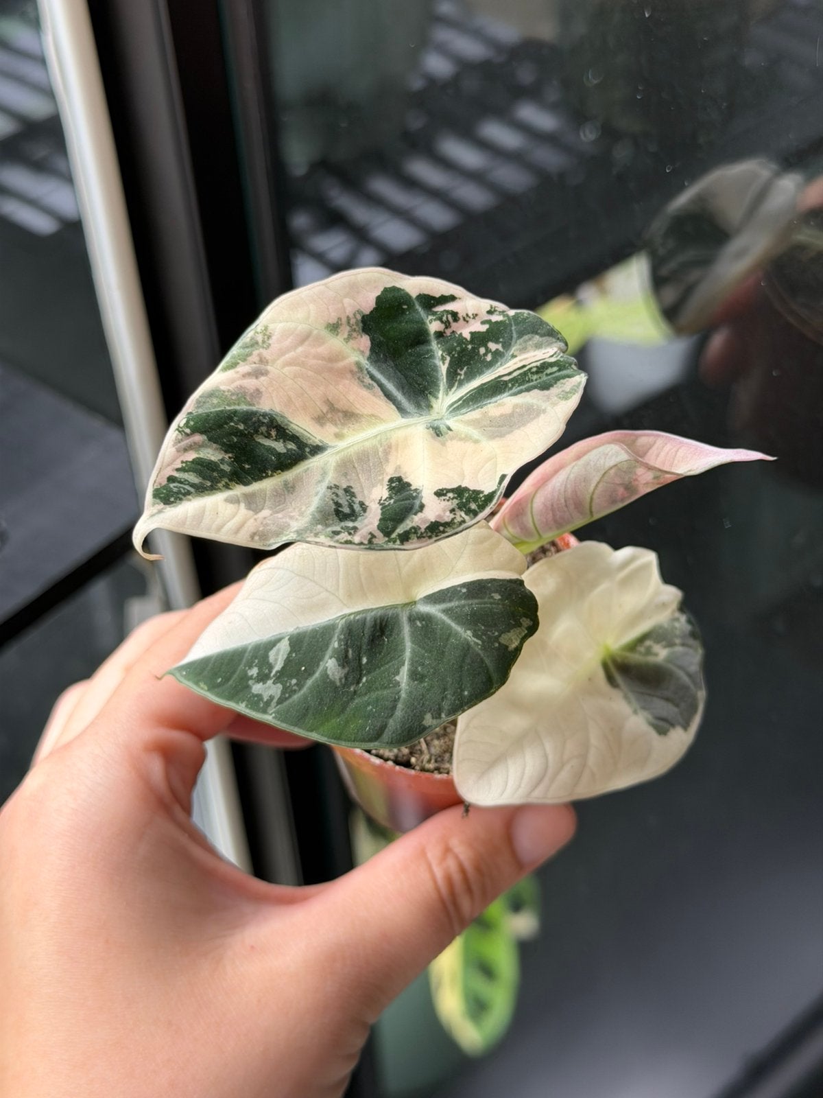Alocasia black velvet pink, Huis en Inrichting, In pot, Minder dan 100 cm, Groene kamerplant, Halfschaduw