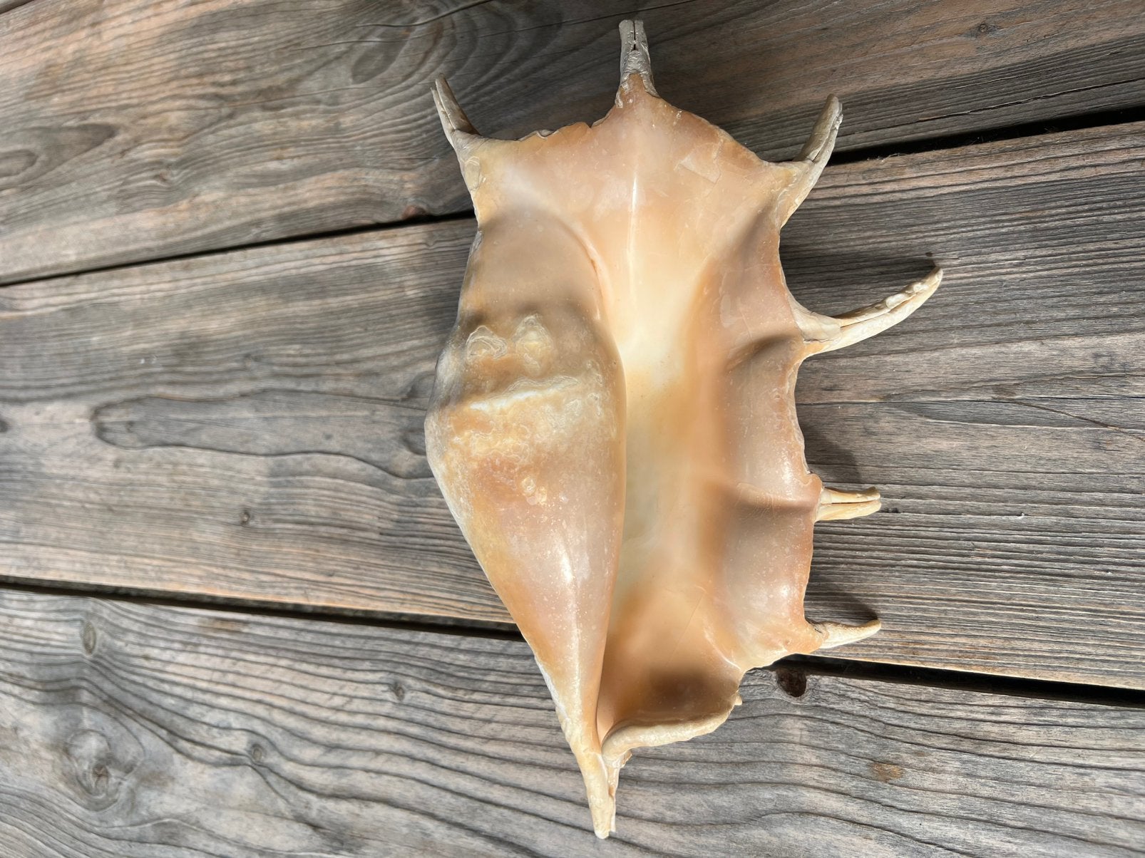 Zeer grote mooie LAMBIS Schelp Zeeschelp Spinnenconch 33 cm, Ophalen of Verzenden, Schelp(en)