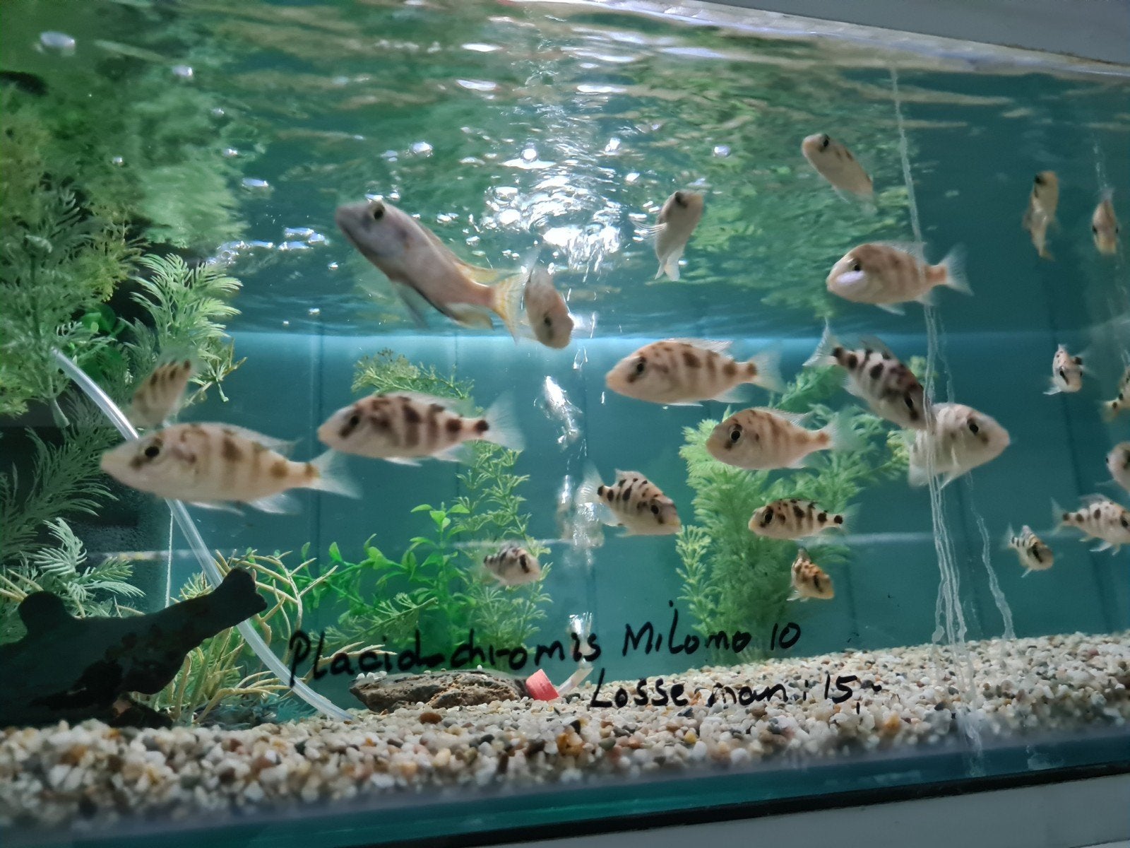Placidochromis Milomo Malawi Cichliden, Vis, Zoetwatervis