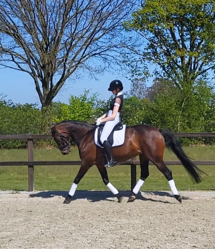 Dressuurpony E pony klein paard, Met stamboom, Dressuurpony, M, 11 jaar of ouder