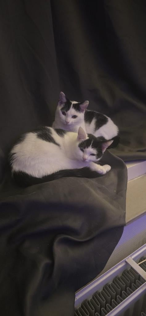 Gratis Katten, Dieren en Toebehoren, Katten en Kittens | Raskatten | Korthaar, Meerdere dieren, Ontwormd, 0 tot 2 jaar