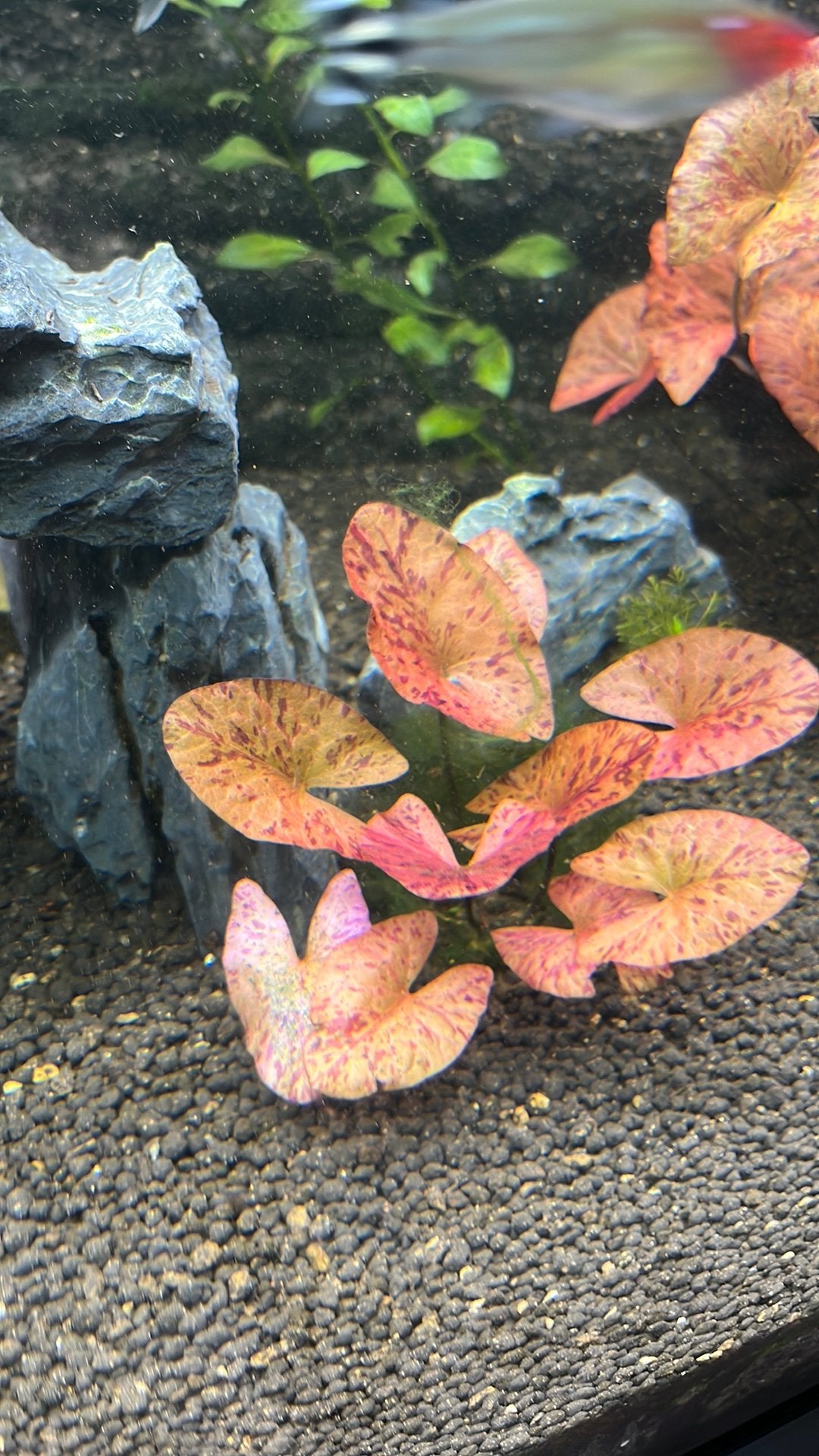 Red lotus aquariumplant - alleen verzenden, Dieren en Toebehoren, Vissen | Aquaria en Toebehoren, Verzenden, Zo goed als nieuw