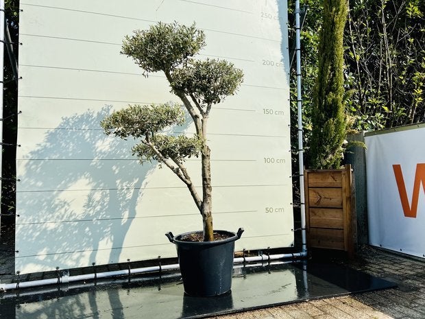 Olijfboom Pon-Pon - Olea Europea - stamomvang 20-25 cm, Ophalen of Verzenden, 100 tot 250 cm, Zomer, Palmboom