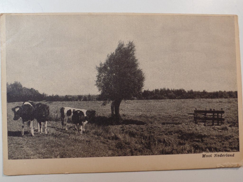 Mooi Nederland koeien, Ophalen of Verzenden, 1920 tot 1940, Gelopen, Gelderland
