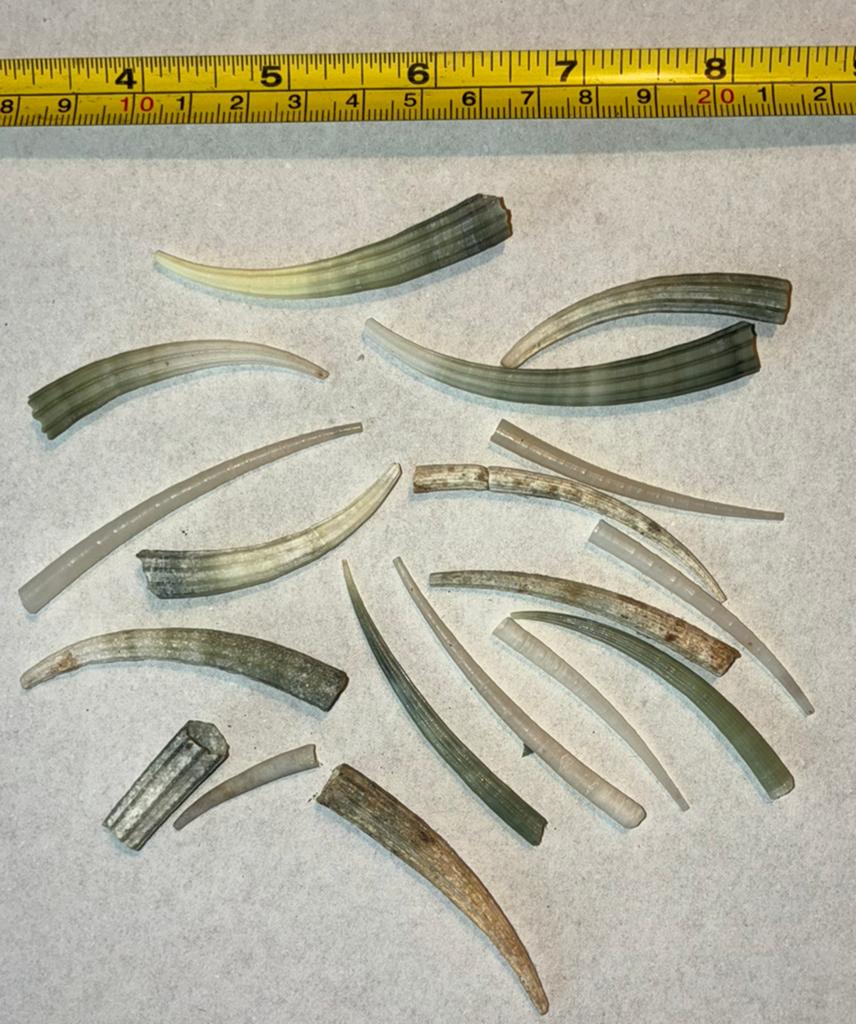 Dentilllidae schelpen, Ophalen of Verzenden, Schelp(en)