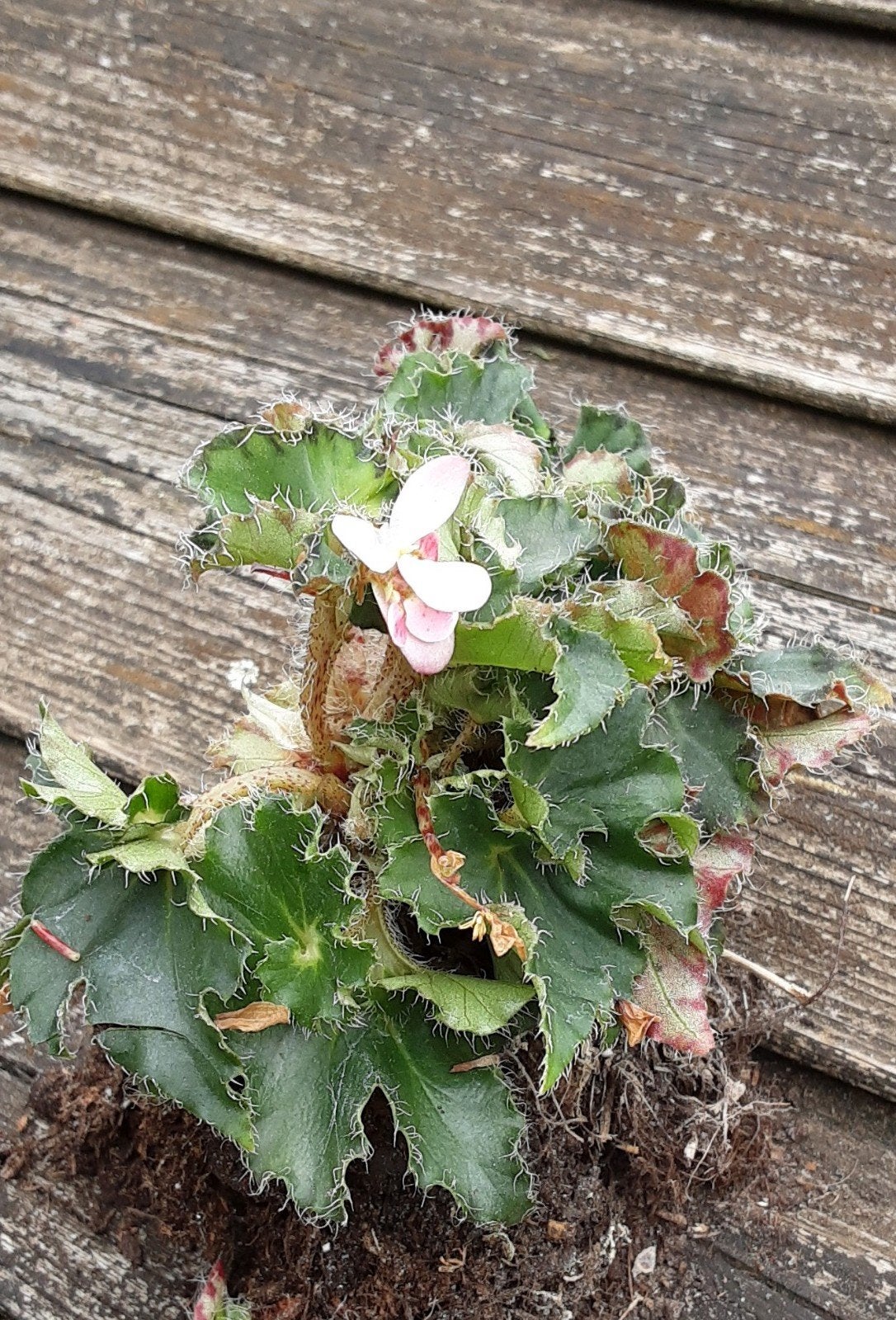Gewortelde stekken (Begonia sp.), Ophalen of Verzenden, Lente, Overige soorten